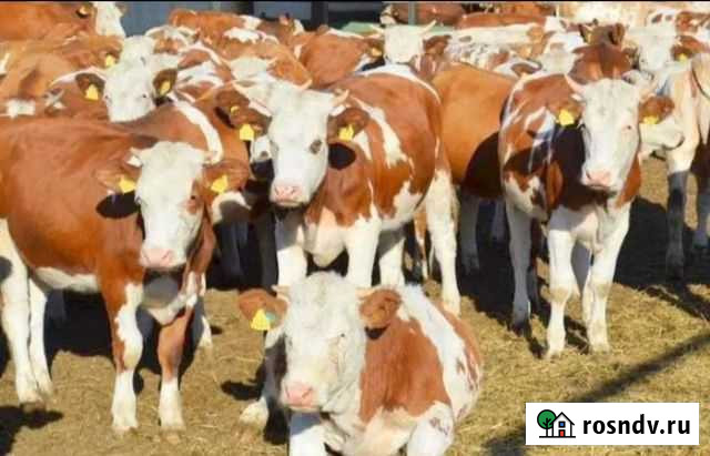 Телята бычки сименталы лимузины, бараны Кармаскалы - изображение 1