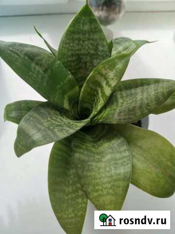 Сансевиерия с горшком Тюмень - изображение 1