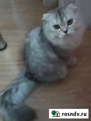 Кот на вязку Челябинск - изображение 1