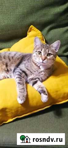 Потерялась кошка Владикавказ - изображение 1