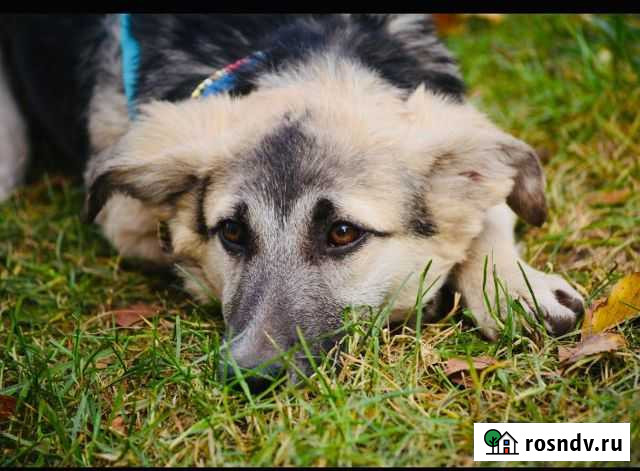 Собака для охраны Воронеж - изображение 1