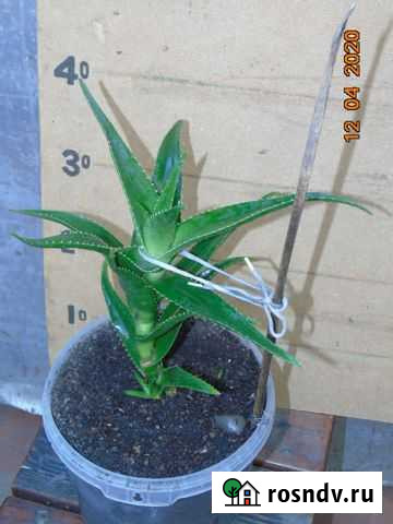 Алоэ: Столетник, Вера Ялта - изображение 1