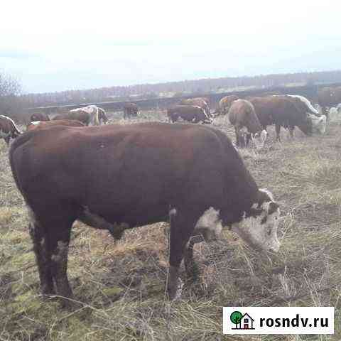 Племенные быки производители Тамбов