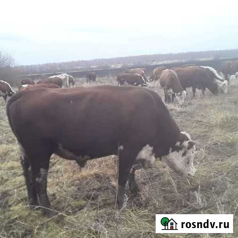 Племенные быки производители Тамбов - изображение 1