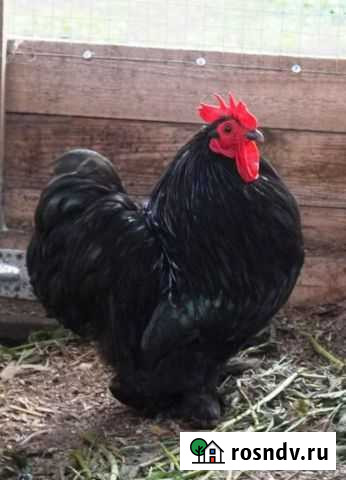 Курочки и петушки декоративные кохинхины Кореновск - изображение 1