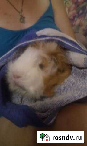 Морская свинка Брянск - изображение 1