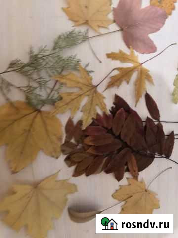 Гербарий Елизово - изображение 1