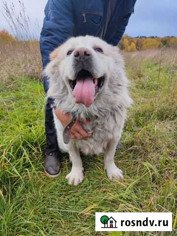 Отдаётся в хорошие руки Калининград - изображение 1