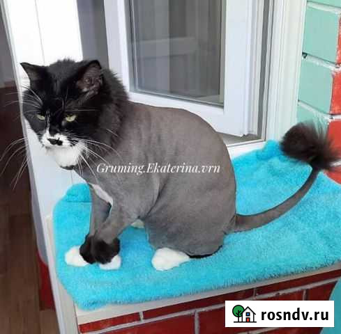Стрижка собак и кошек. Груминг. Экспресс-линька Воронеж - изображение 1