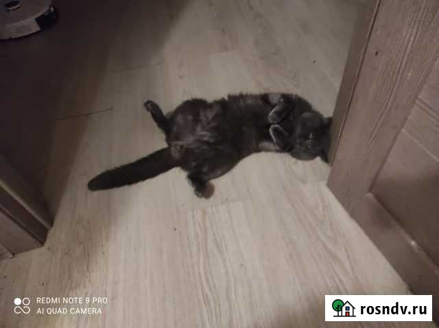 Британский кот вязка Мурино - изображение 1