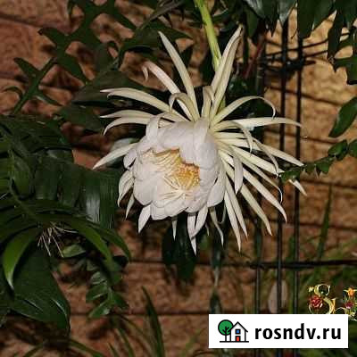 Марниера Липецк - изображение 1