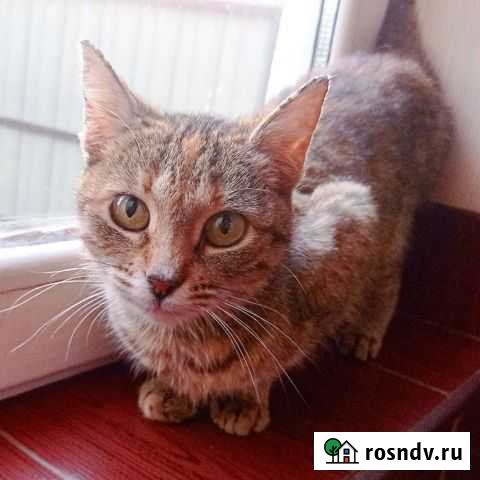 Котенок Усть-Лабинск - изображение 1