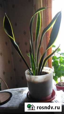 Сансевиерия щучий хвост Йошкар-Ола - изображение 1