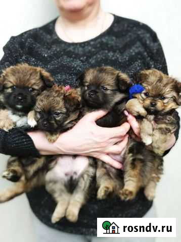 Собаки щенки шпица Смоленск - изображение 1