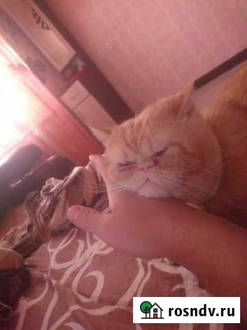 Экзот жених Пермь - изображение 1