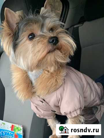 Йоркширский терьер Самара - изображение 1