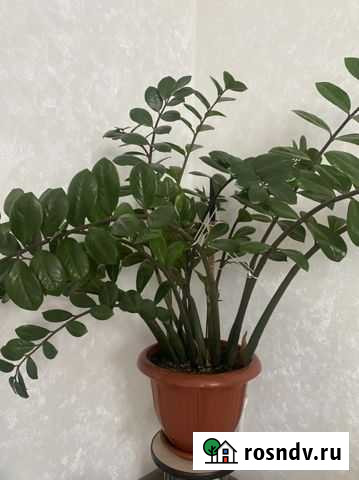 Замиокулькас Благовещенск - изображение 1