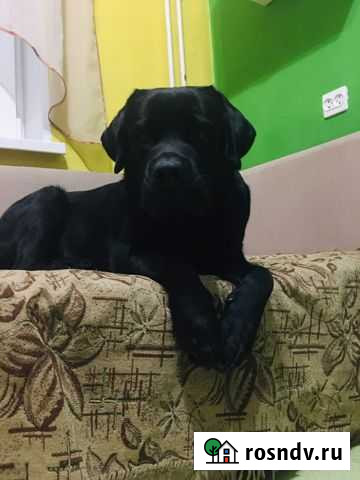 Кобель лабрадора вязка Нижний Новгород - изображение 1
