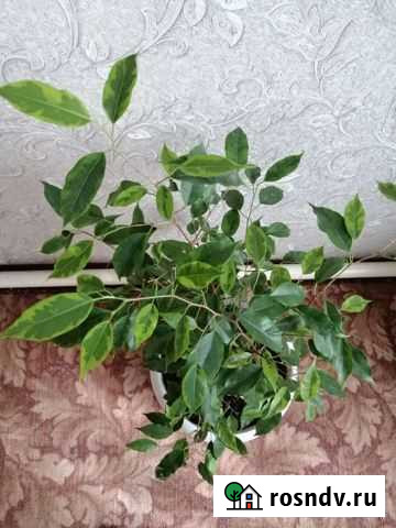 Фикус бенджамина Каневская - изображение 1