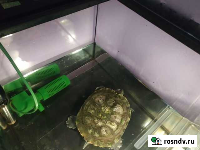 Черепаха с террариумом Рыбинск - изображение 1