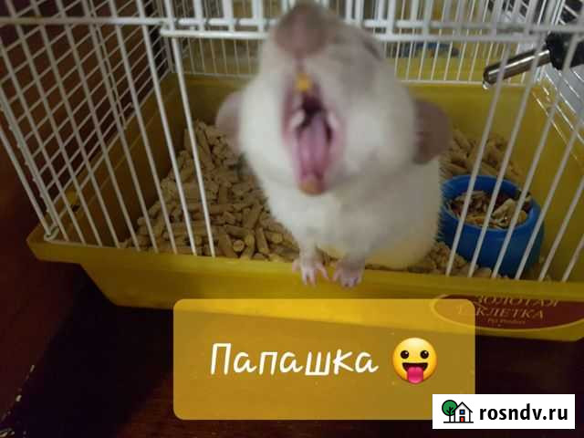 Крыса дамбо Симферополь - изображение 1