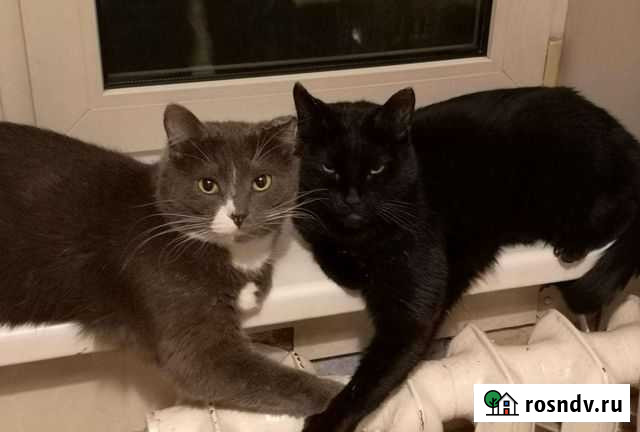 Отдам в добрые руки, двух котов Балашиха - изображение 1