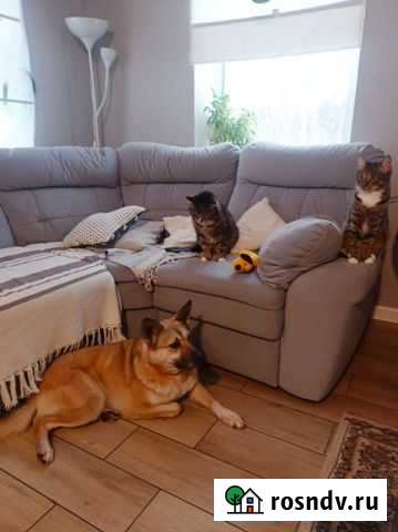 Красавица Ласка ищет дом Петрозаводск - изображение 1