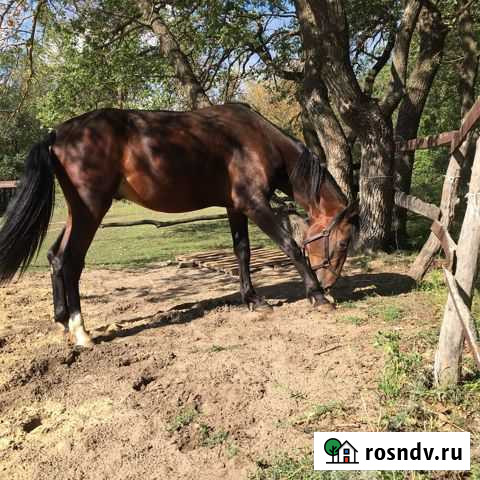 Конные прогулки Михайловка - изображение 1