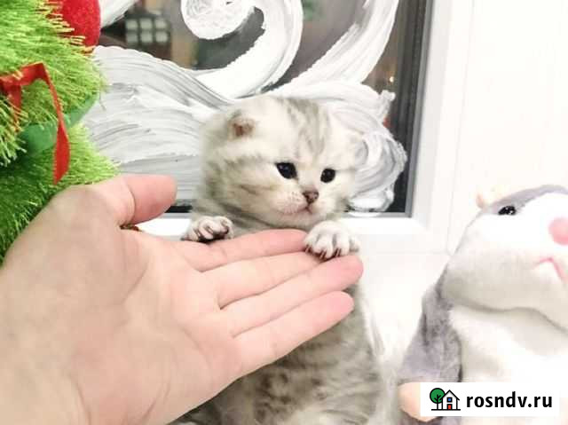 Продажа Шотландских серебристых котята с документа Иваново - изображение 1