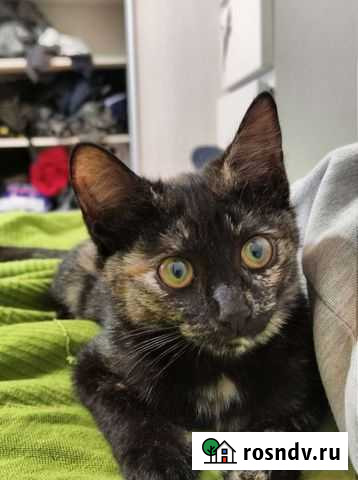 Кошка Бирск - изображение 1