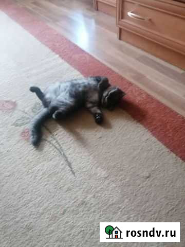 Кошки Ижевск - изображение 1