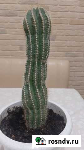 Кактус Раменское - изображение 1
