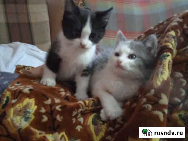 Котята Липецк - изображение 1