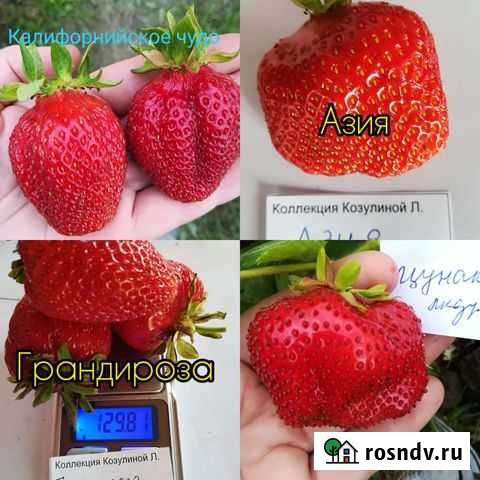 Семена земляники крупноплодные сорта Великий Новгород - изображение 1