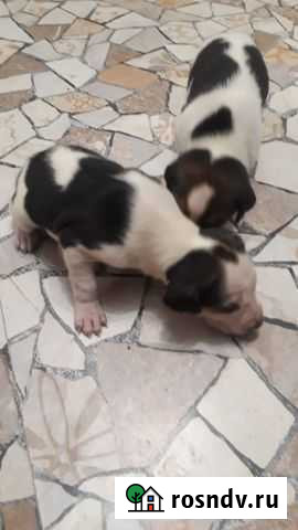 Русская пегая гончая Тайга - изображение 1