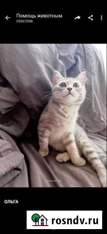 Котёнок Британской породы в дар Волгоград - изображение 1