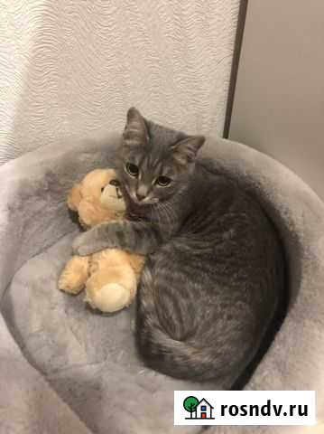 Кошка Кемерово - изображение 1