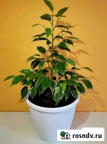 Красивый бенджамина Набережные Челны - изображение 1