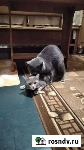 Вязка Рыльск - изображение 1