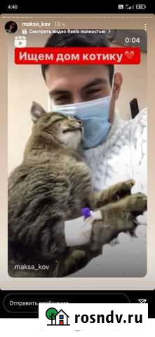 Кошки в добрые руки бесплатно Абакан - изображение 1