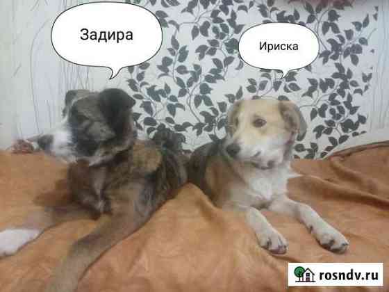 Щенки бесплатно Степное