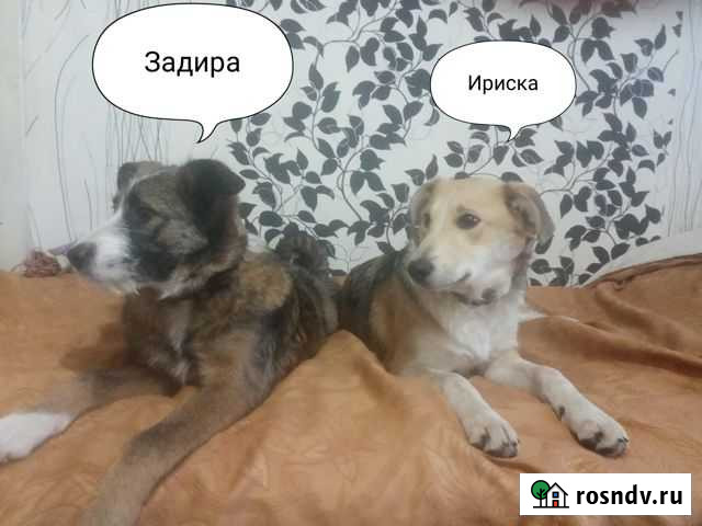 Щенки бесплатно Степное - изображение 1