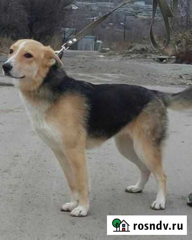 Метиз овчарки Волгоград - изображение 1