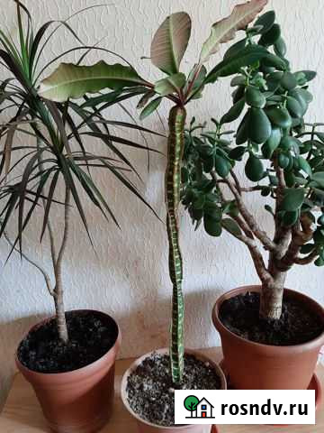 Комнатные цветы Псков - изображение 1