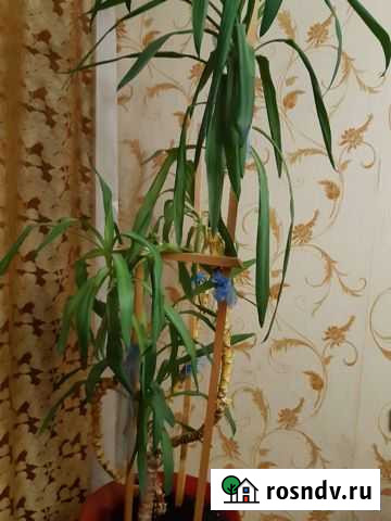 Пальма юкка Псков - изображение 1