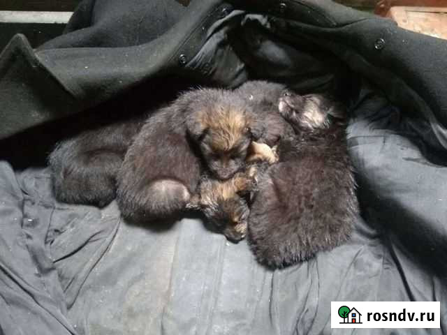 Остался один мальчик, очень умный Хабаровск - изображение 1