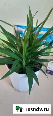 Драцена 3 отростка большие, пушистые Оренбург - изображение 1