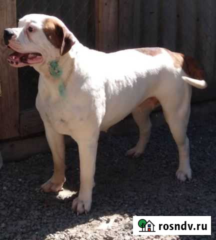 Американский бульдог Таганрог - изображение 1