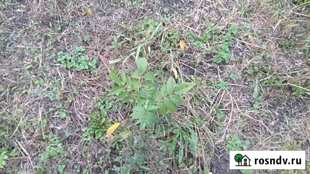 Чёрный орех Усть-Джегута - изображение 1