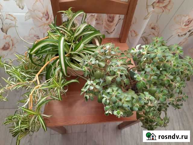 Комнатные растения Семенов - изображение 1